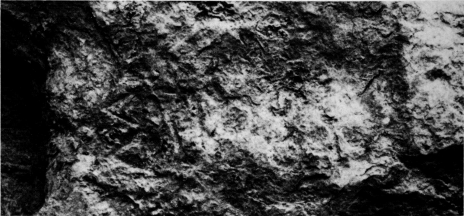 Schmidt et al. 1982: pl. 126 h Image free from copyright