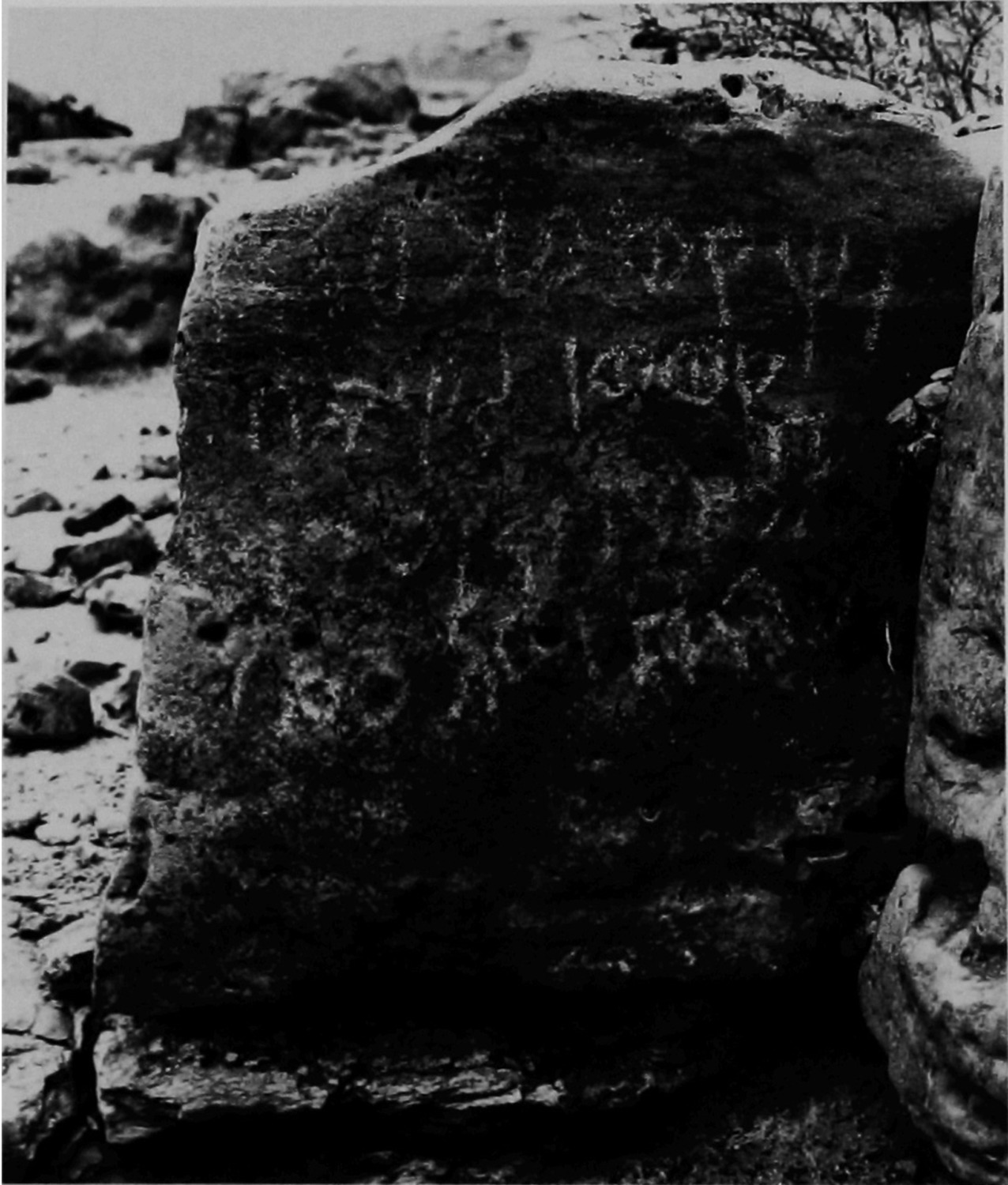 Schmidt et al. 1986: pl. 14/c Image free from copyright