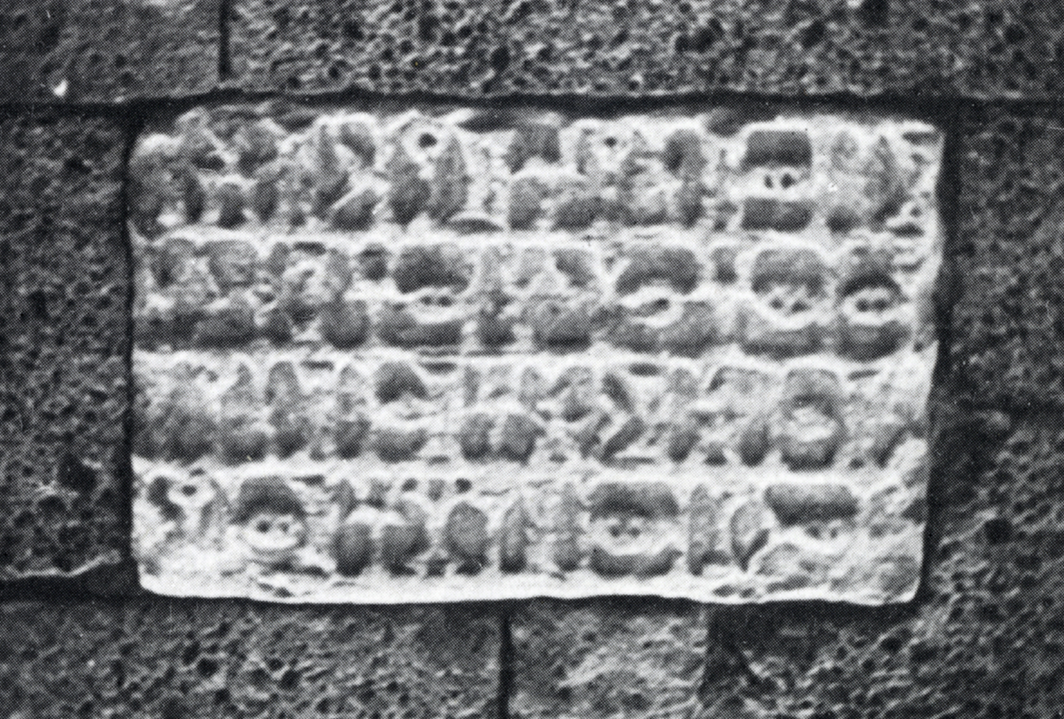 Bron 1992: 60 Image free from copyright