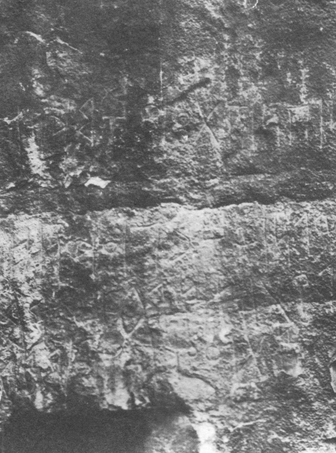 Bauer and Lundin 1998: photo 145 v Image free from copyright