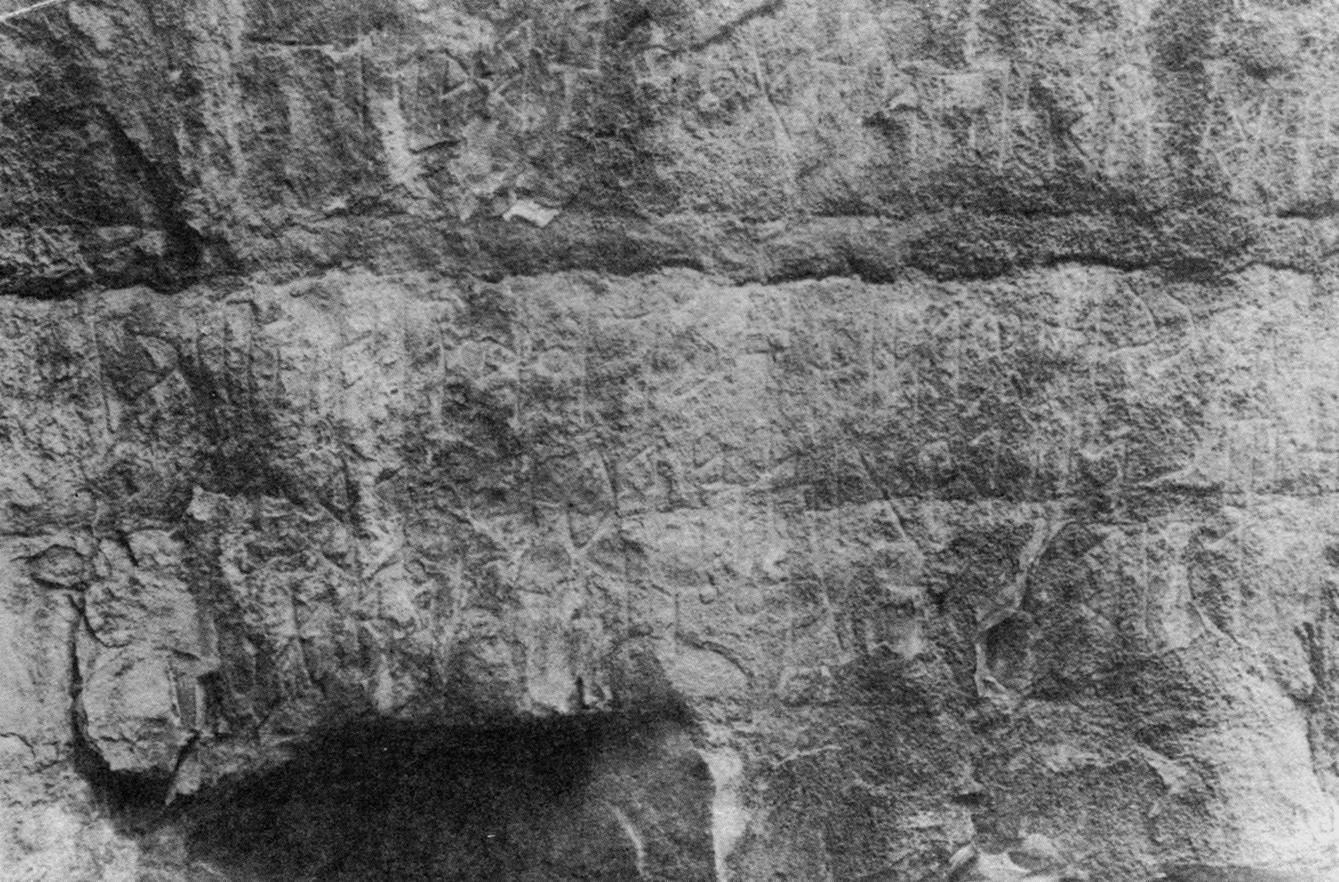 Bauer and Lundin 1998: photo 145 g Image free from copyright