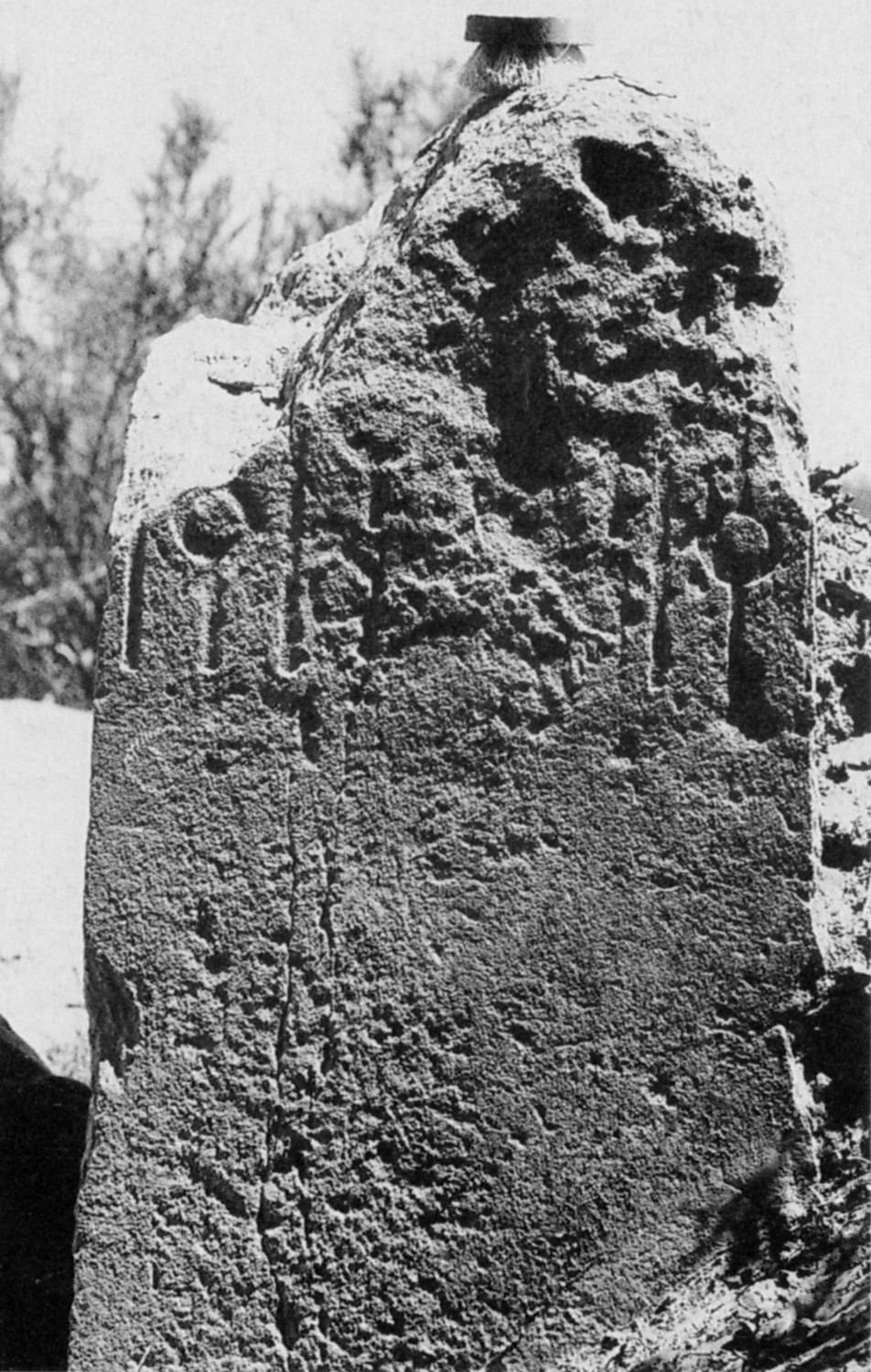 Avanzini 1995: pl.28/a Image free from copyright