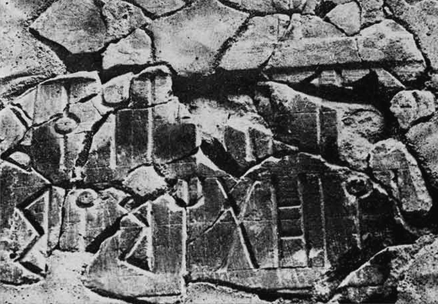 Bersina 1988: fig. 20 Image free from copyright