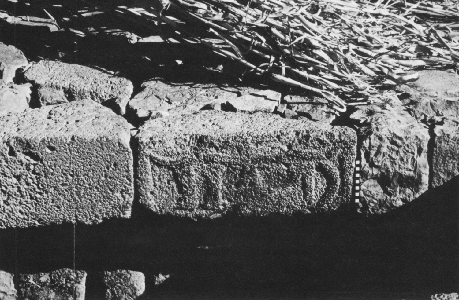 Avanzini 1985: pl. 27/2 Image free from copyright
