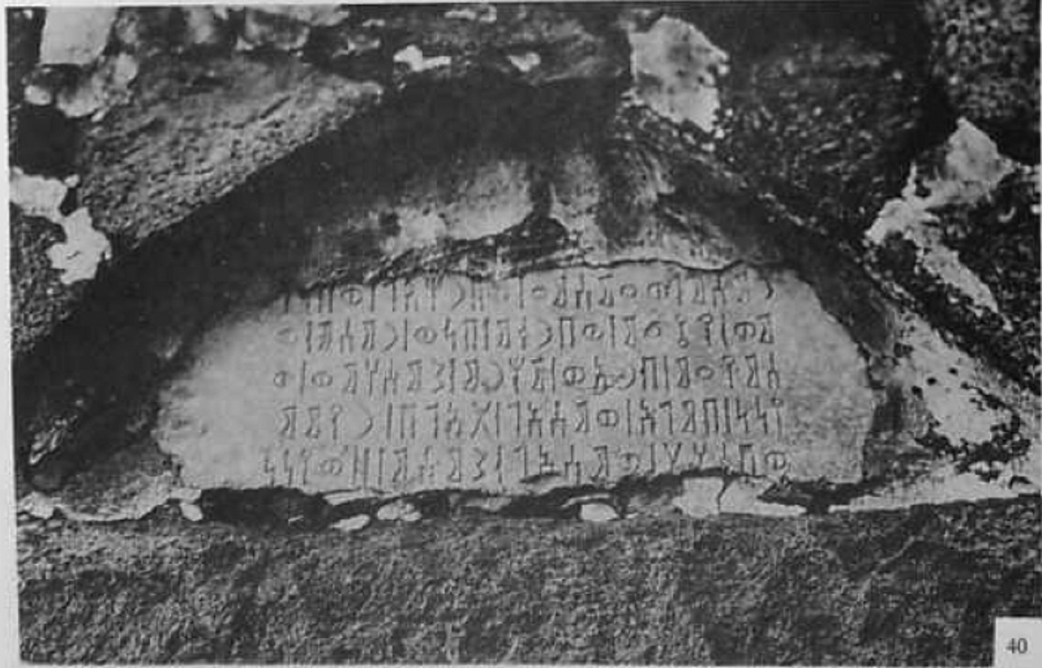 Müller, Walter W. 1972 b: pl. XIII, fig. 40 Image free from copyright