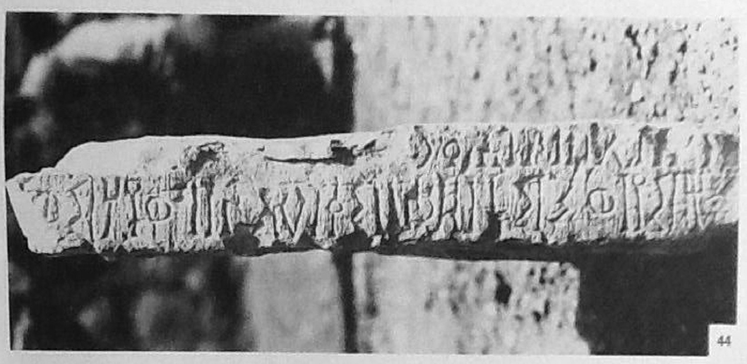 Müller, Walter W. 1972 b: pl. XV, fig. 44 Image free from copyright