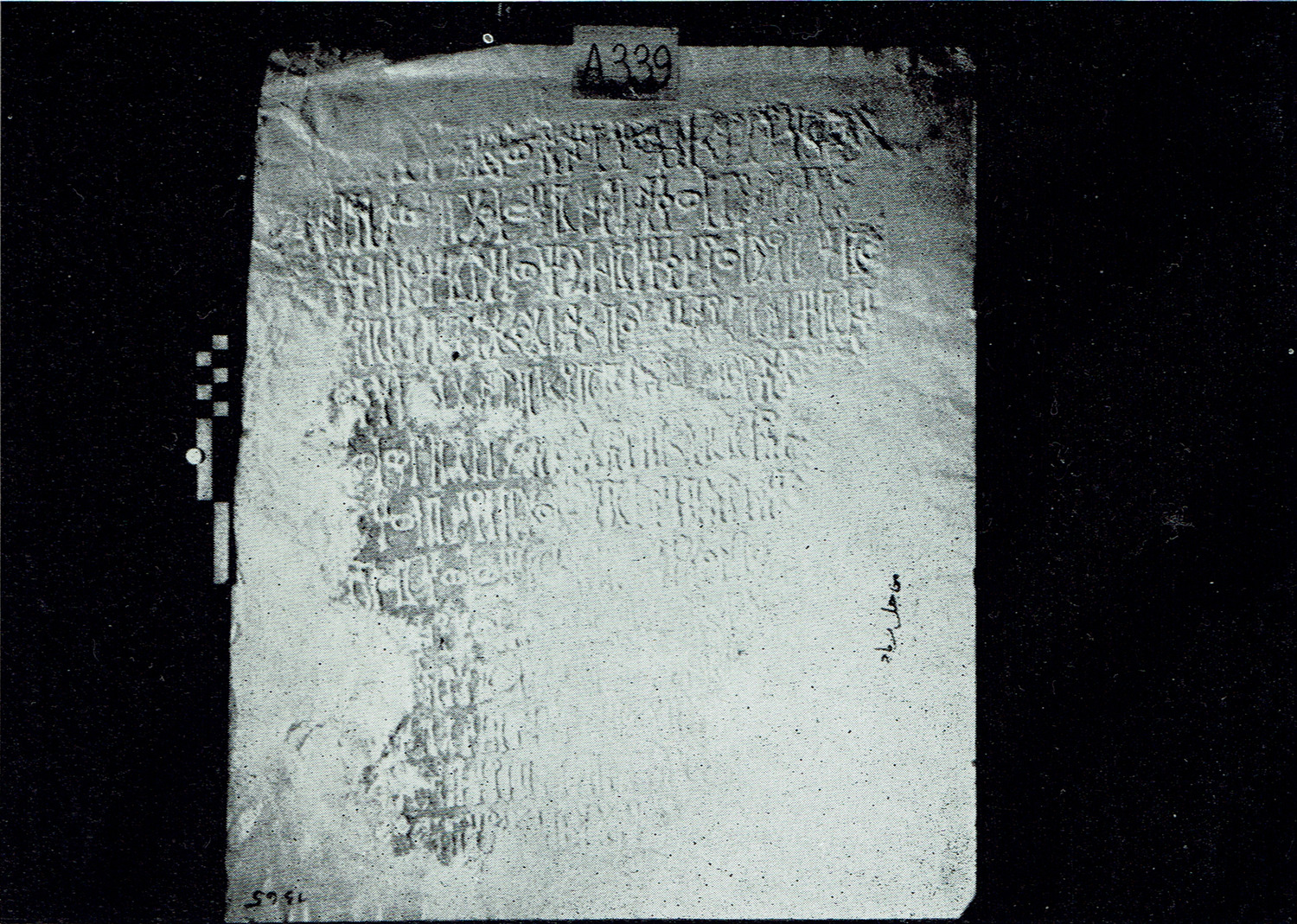 Schaffer 1972: pl. IV/8 Image free from copyright