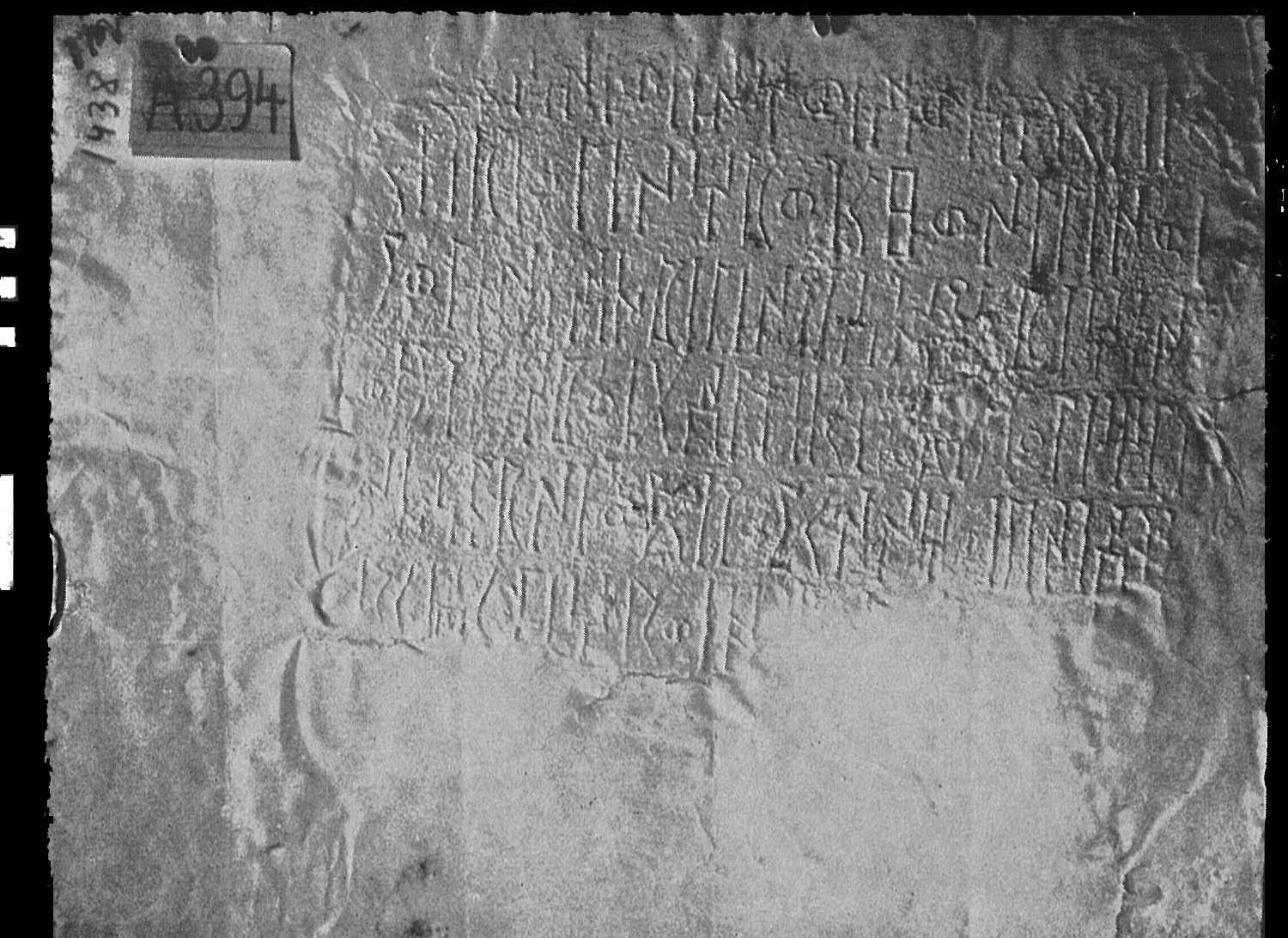 Schaffer 1972: pl. VI, fig. 12 Image free from copyright