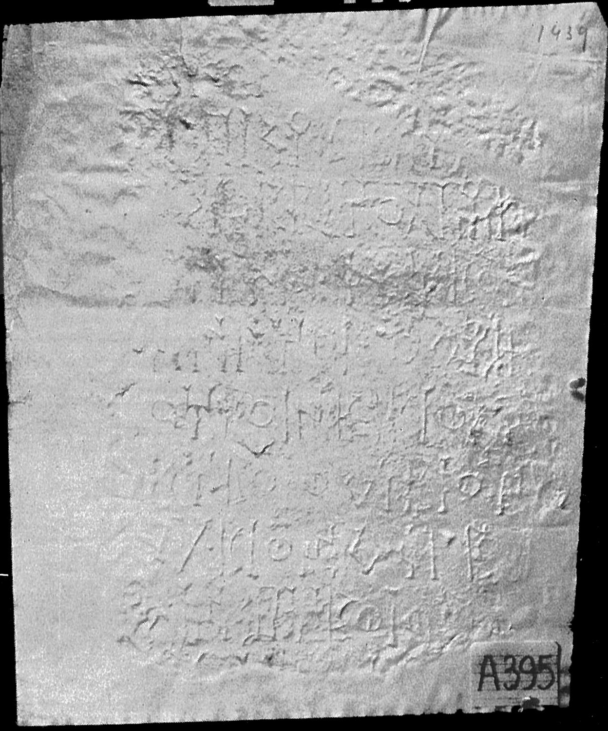 Schaffer 1972: pl. VII, fig. 13 Image free from copyright